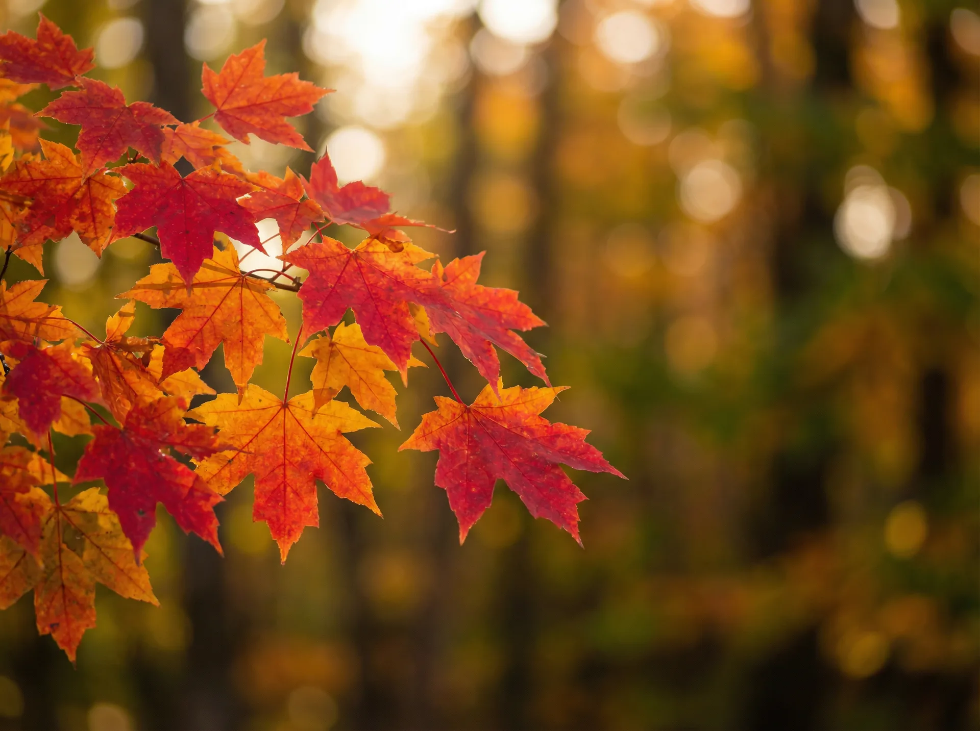 加拿大枫叶秋景数据分析平台